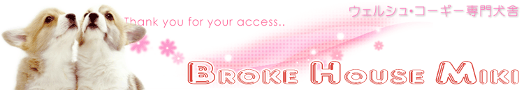 コーギー専門犬舎・千葉稲毛・BROKE HOUSE MIKI